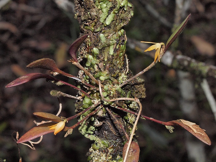 Octomeria deltoglossa 06011