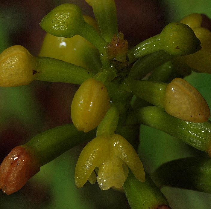 Polystachia foliosa 07310