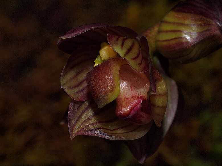 Bulbophyllum macrocarpum  Bulbop12