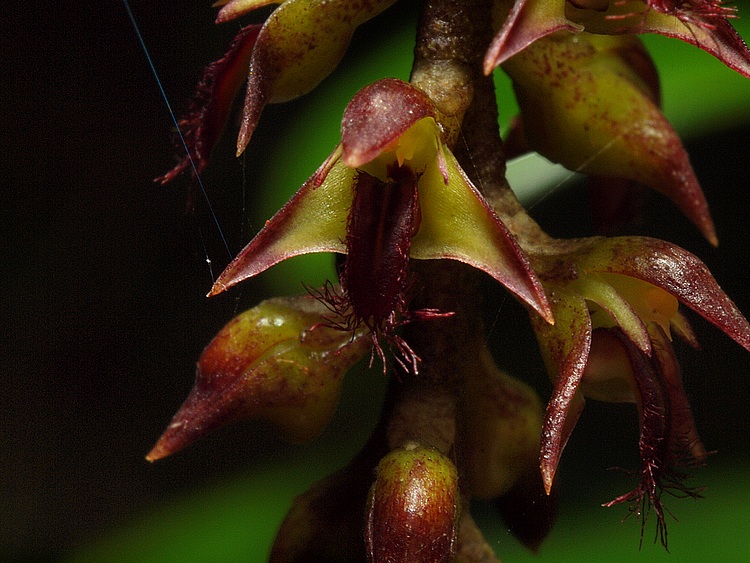 Bulbophyllum incurvum Bulbop13