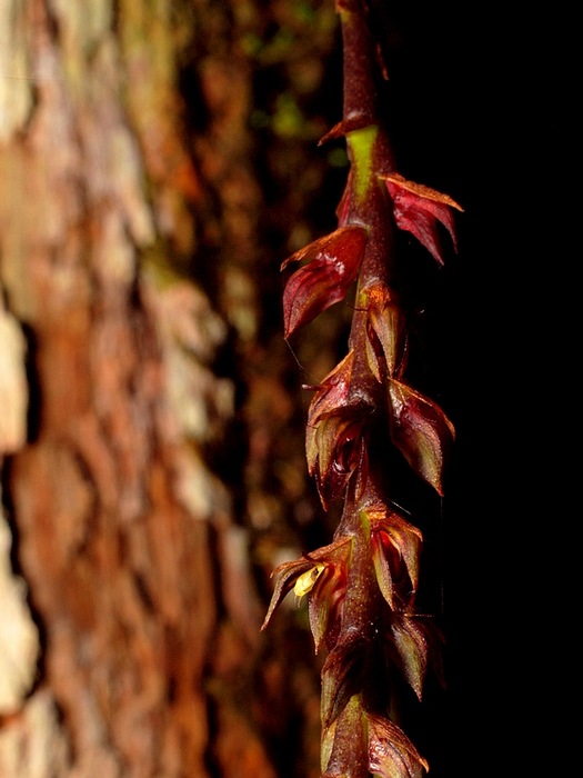 Bulbophyllum quadrisetum P8024711