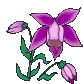 Ophrys provincialis à Grenoble 142604